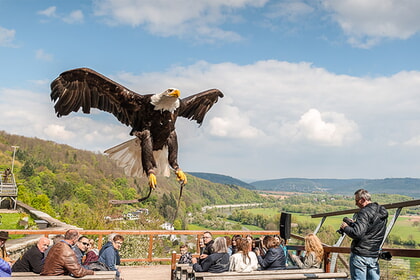 Falknerei Burg Guttenberg (29km)